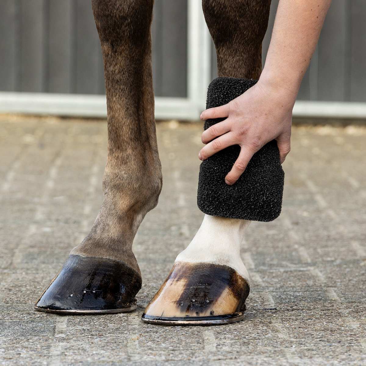 QHP Equi Super Shine svamp 6