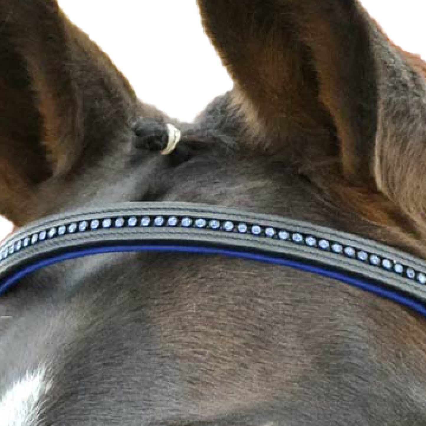 STAR Bridle Diamond - Blå 24