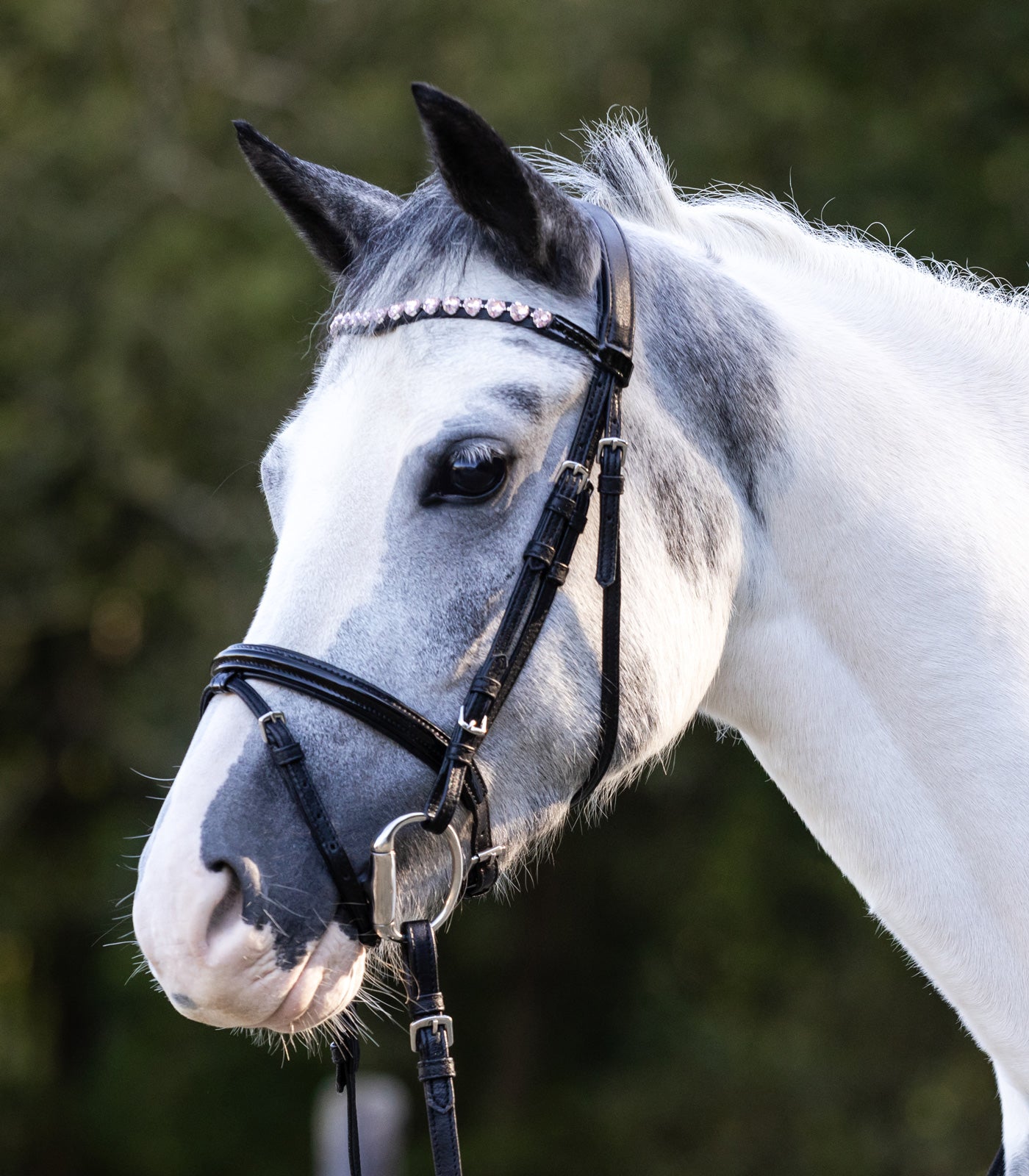 Waldhausen Glade hjerters bid - Sort 14
