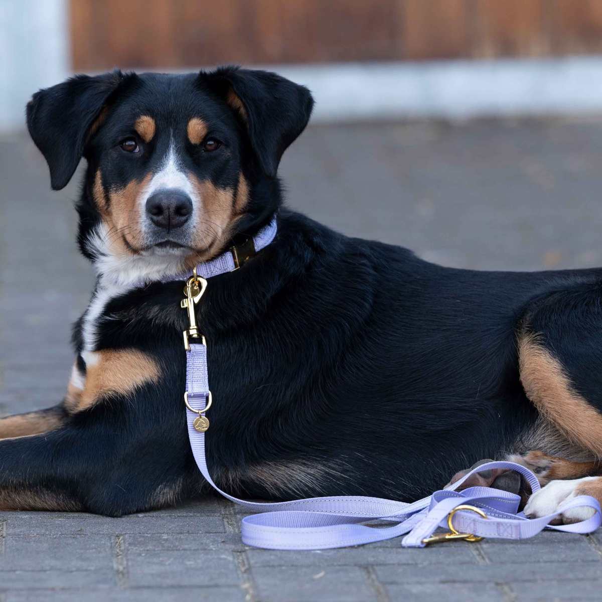 HKM Qooper nylon hundesnor 3