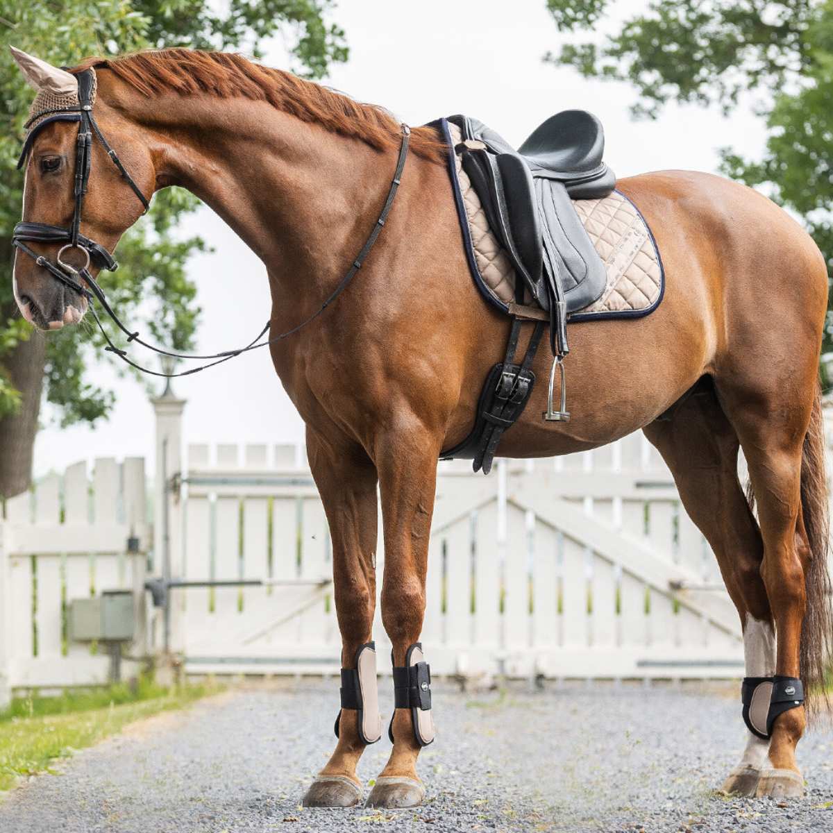 QHP springgamache 2