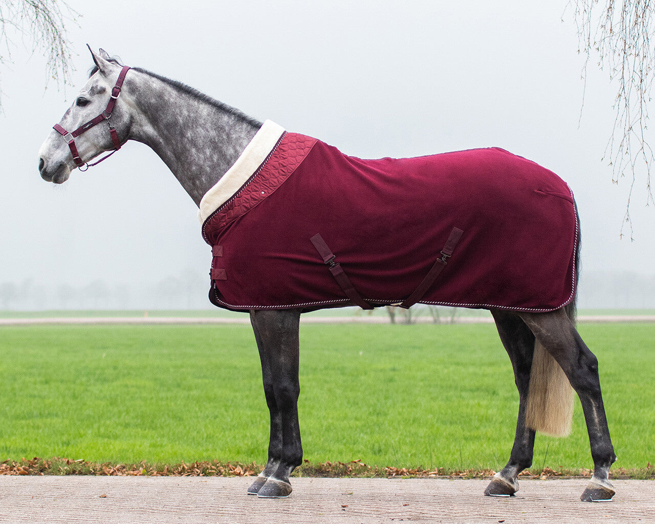 QHP Brilliance show rug 1