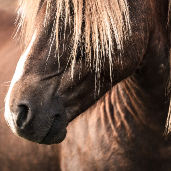 Nathalie Horse Care Icelandic Horse Shampoo 2