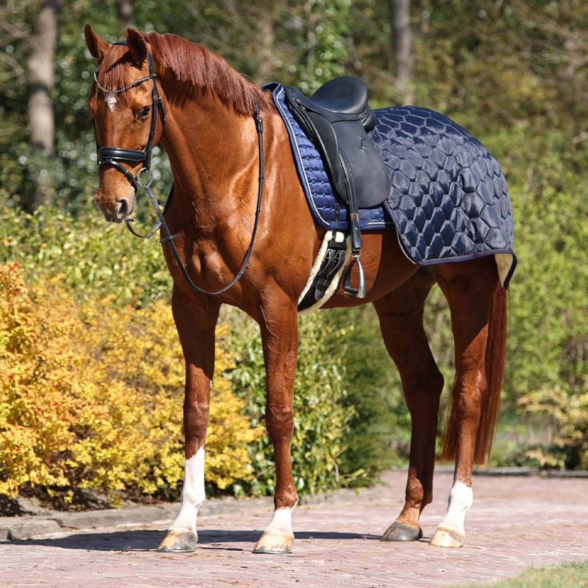 QHP Classy lændedækken 4